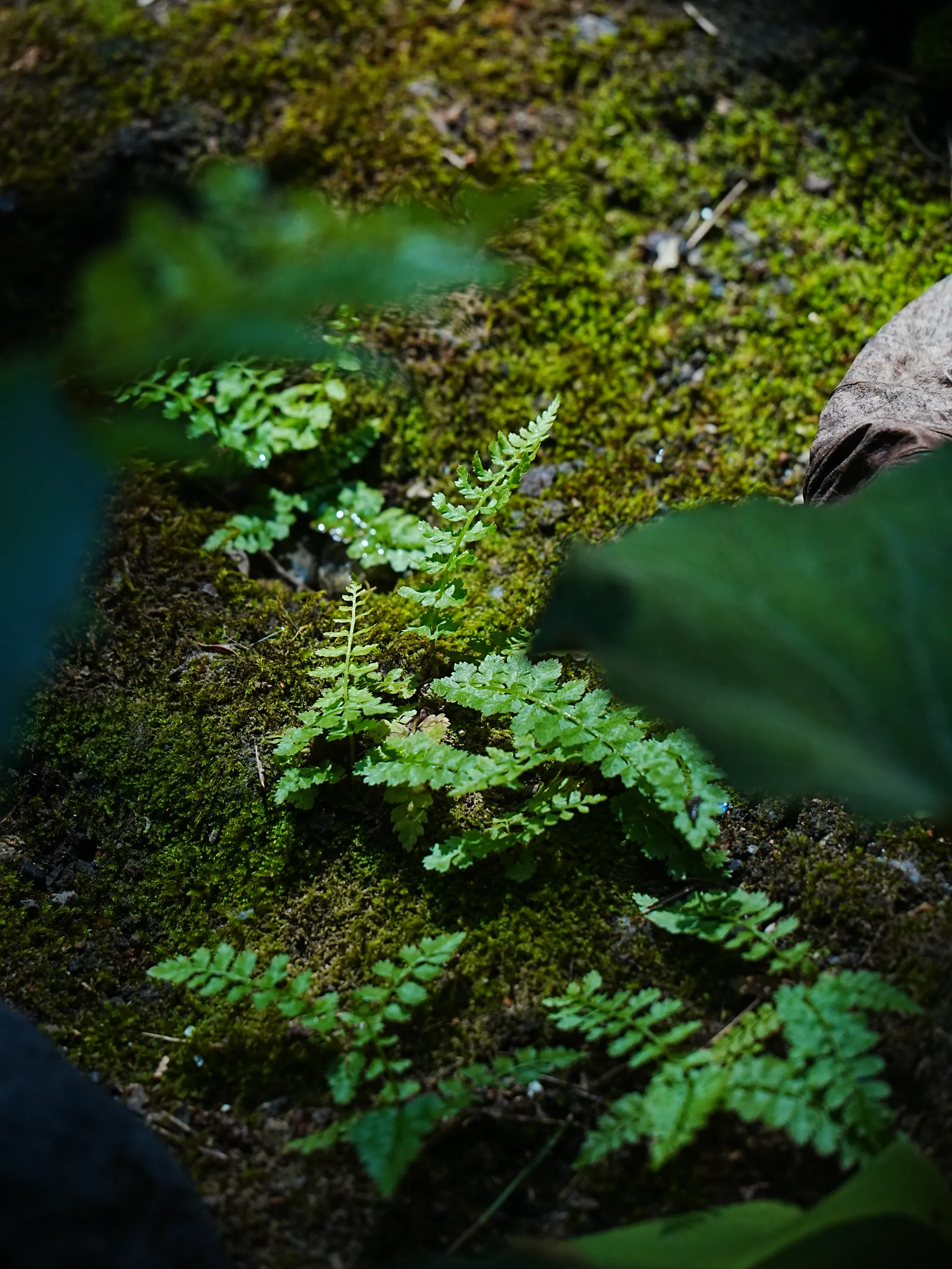 Fern and moss growing over stone.