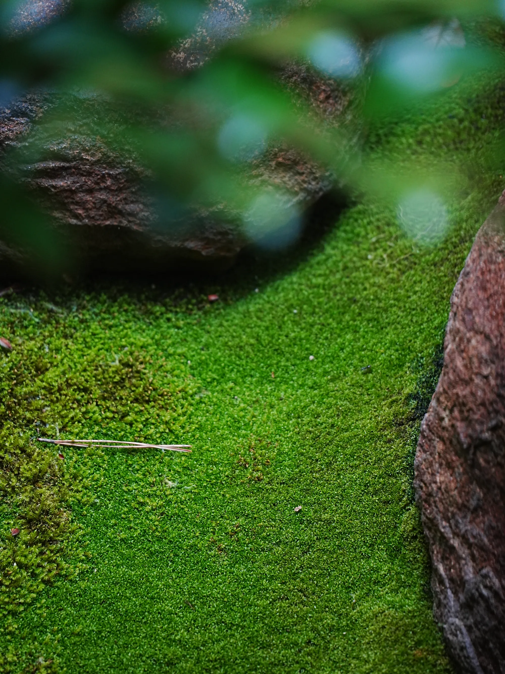 A close field of moss beside a dark stone.